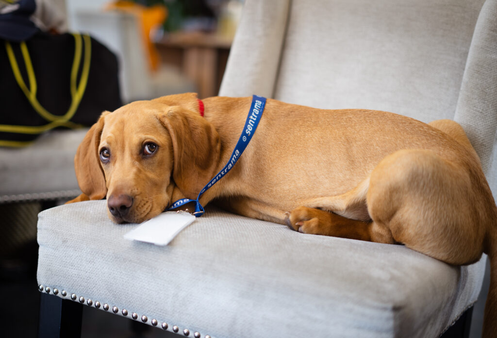 Bruno 3 1751304854577 DJQKfDmf - WebPlover Services